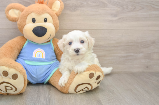 Best Maltipoo Baby