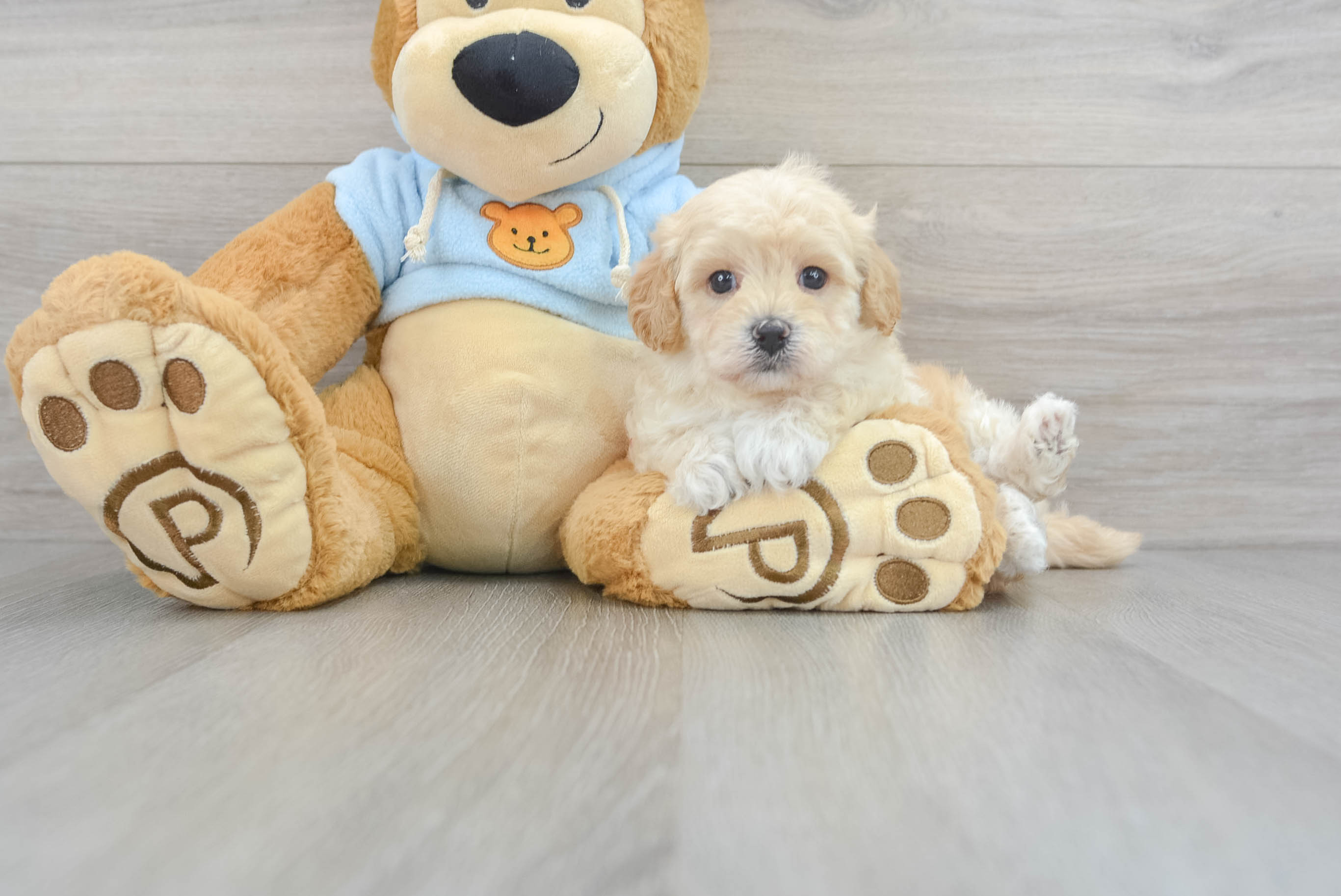 Maltipoo Lincoln 1lb 15oz Doodle Puppy
