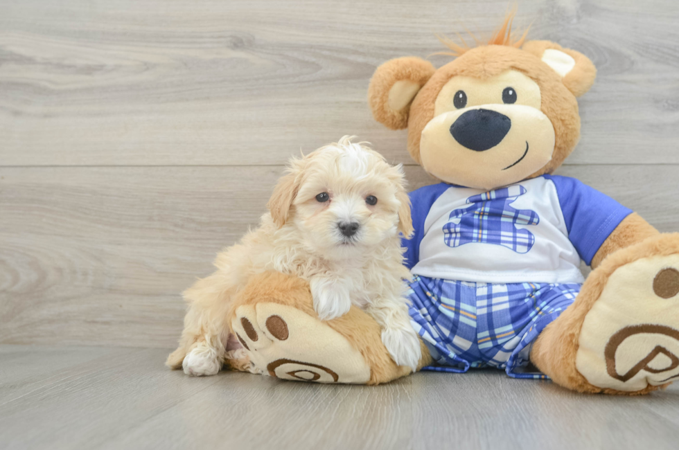 7 week old Maltipoo Puppy For Sale - Puppy Love PR