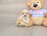 7 week old Maltipoo Puppy For Sale - Puppy Love PR