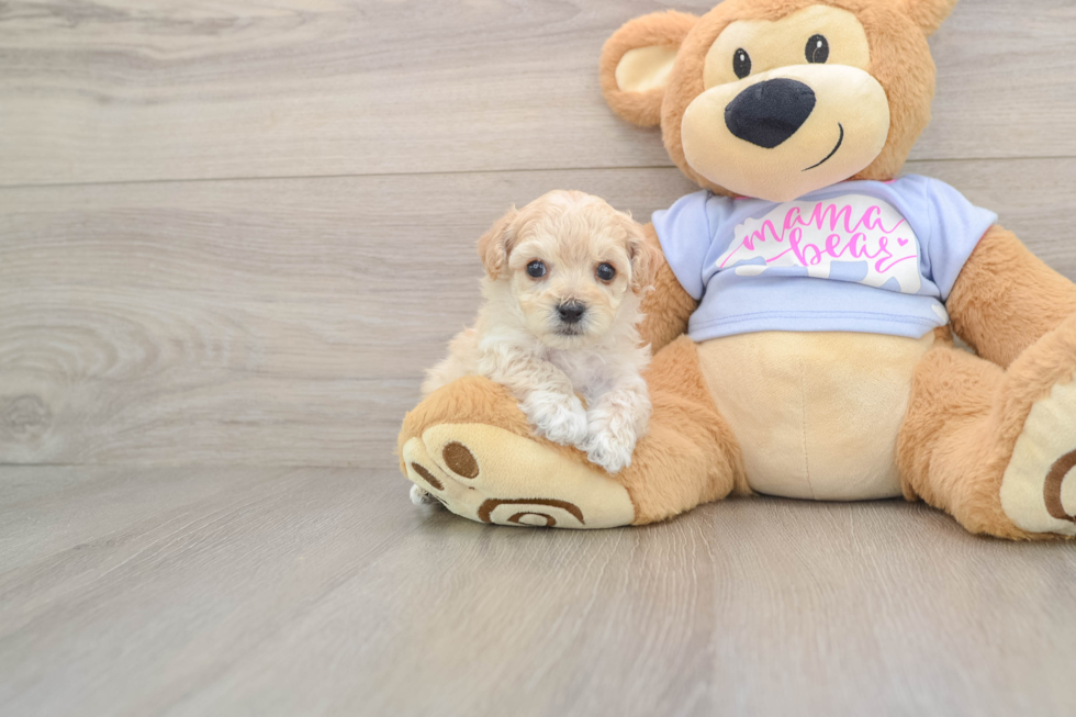 Hypoallergenic Malt a Poo Poodle Mix Puppy