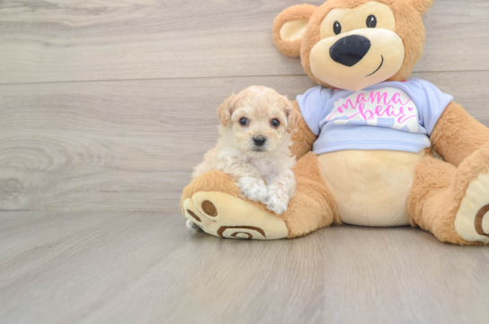 Hypoallergenic Malt a Poo Poodle Mix Puppy