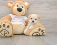 8 week old Maltipoo Puppy For Sale - Puppy Love PR