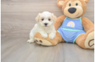 Best Maltipoo Baby