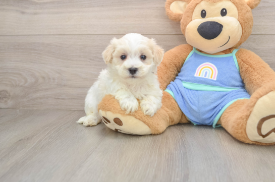Best Maltipoo Baby