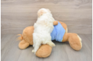 Maltipoo Puppy for Adoption