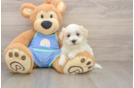 Maltipoo Puppy for Adoption