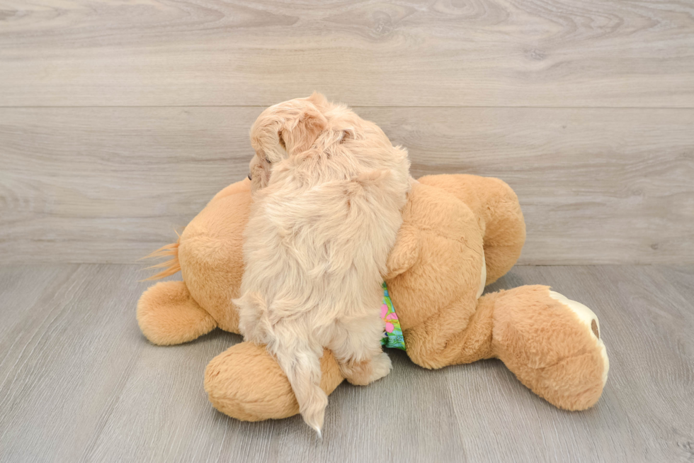 Fluffy Maltipoo Poodle Mix Pup