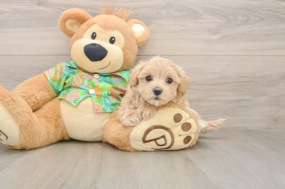 Best Maltipoo Baby