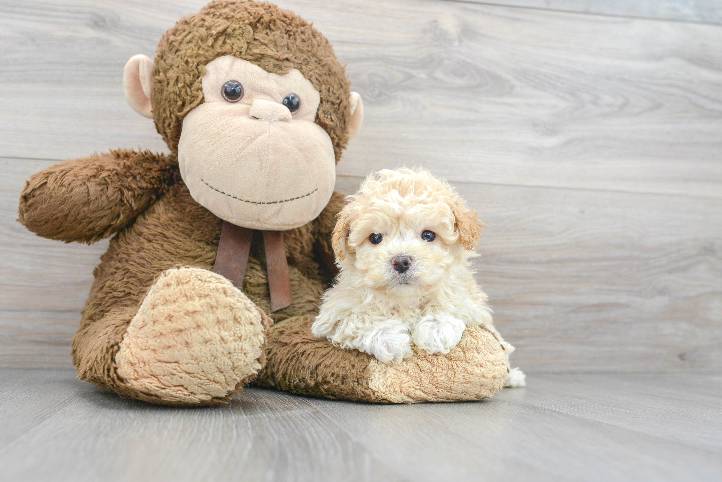 Sweet Maltipoo Baby