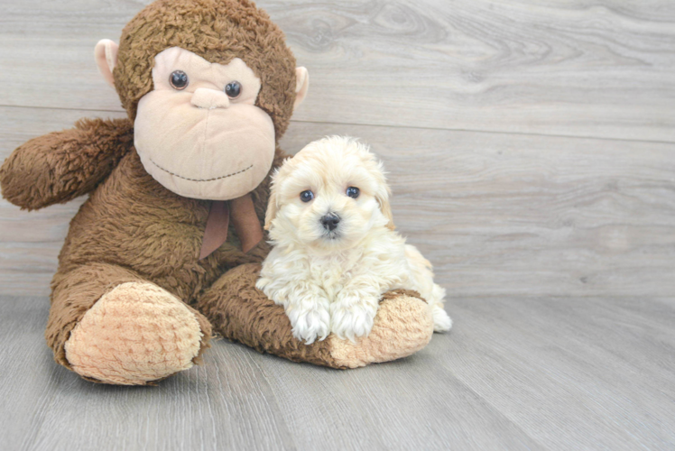 Maltipoo Pup Being Cute