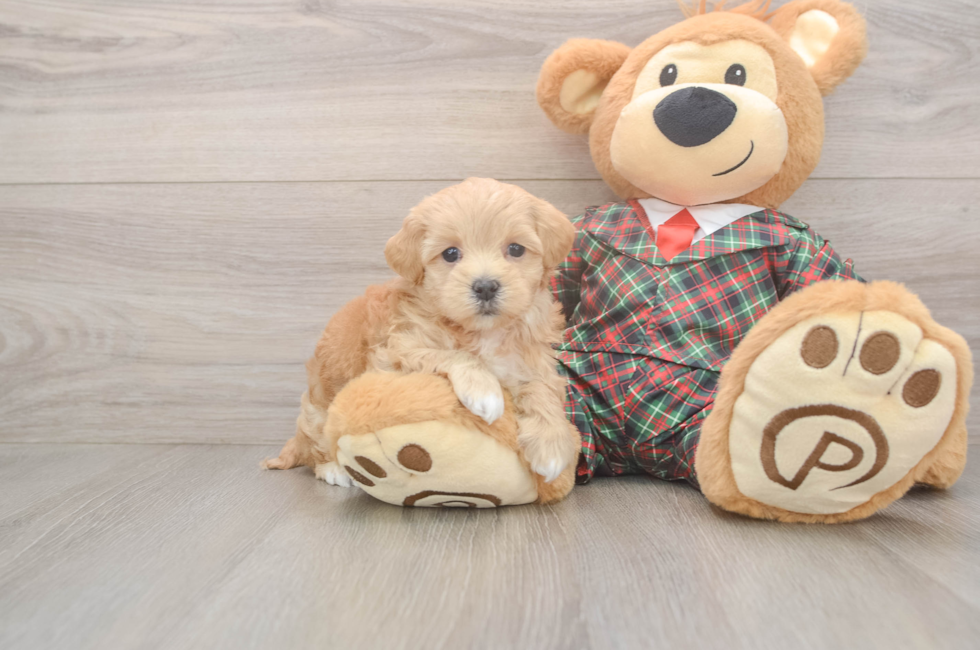 5 week old Maltipoo Puppy For Sale - Puppy Love PR