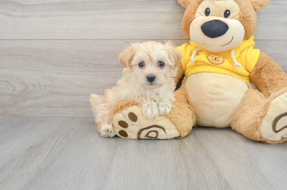 6 week old Maltipoo Puppy For Sale - Puppy Love PR