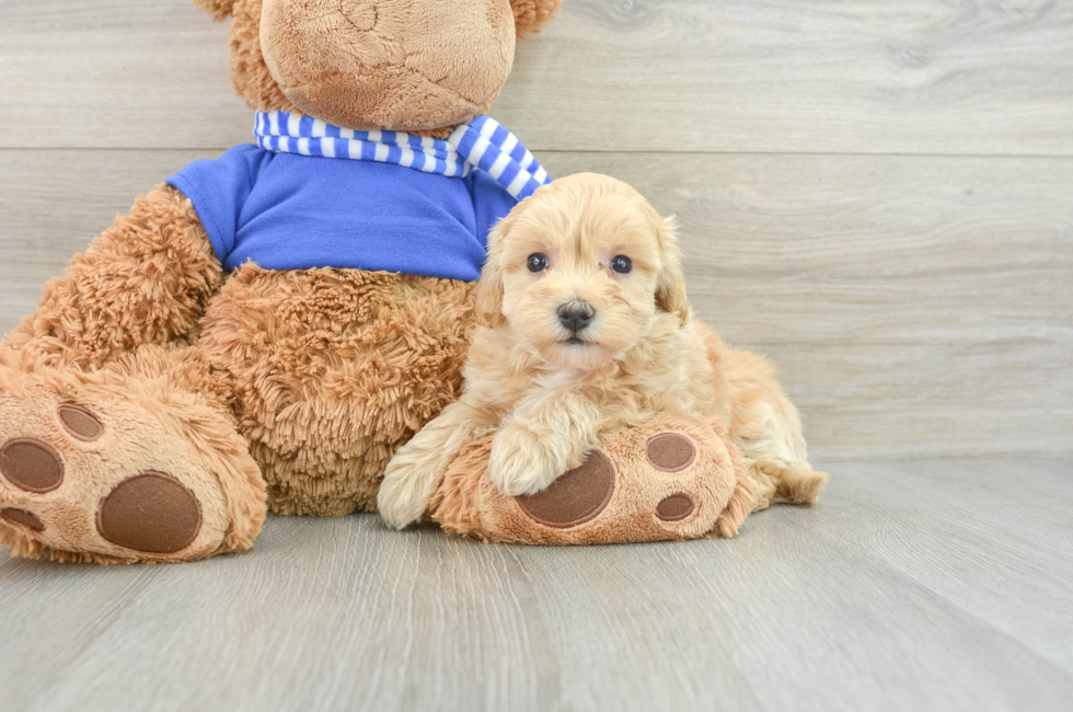 8 week old Maltipoo Puppy For Sale - Puppy Love PR