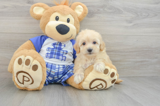 Happy Maltipoo Baby