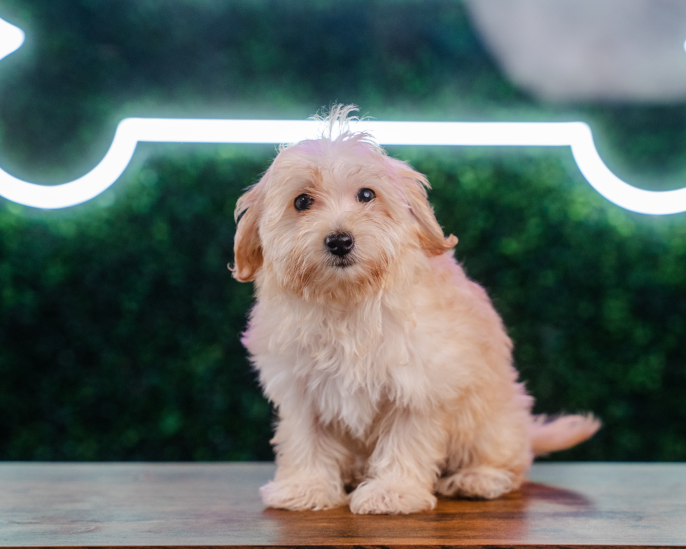 Maltipoo Puppy for Adoption