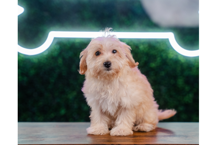 Meet Lola - our Maltipoo Puppy Photo 1/4 - Puppy Love PR Maltipoo Puppy for Adoption