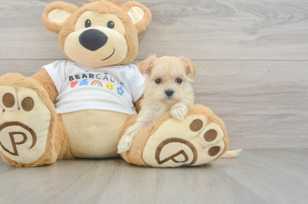 6 week old Maltipoo Puppy For Sale - Puppy Love PR