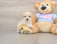 7 week old Maltipoo Puppy For Sale - Puppy Love PR