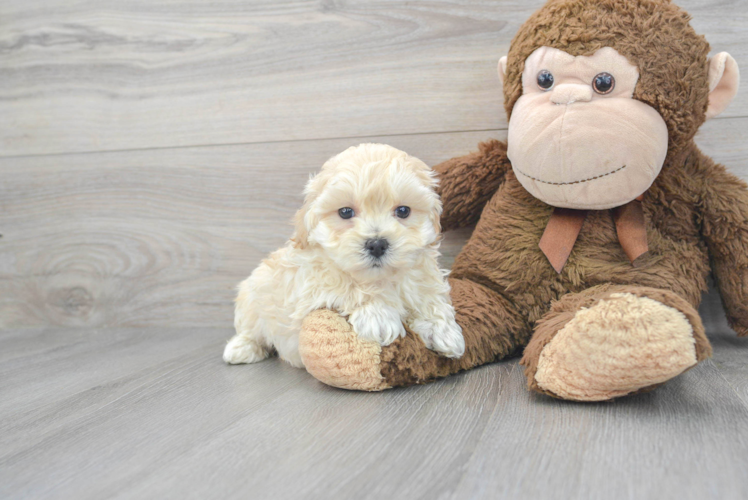 Adorable Maltese Poodle Poodle Mix Puppy