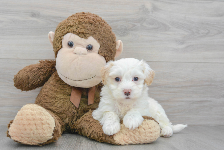 Meet Lola - our Maltipoo Puppy Photo 1/3 - Puppy Love PR Popular Maltipoo Poodle Mix Pup