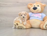 7 week old Maltipoo Puppy For Sale - Puppy Love PR