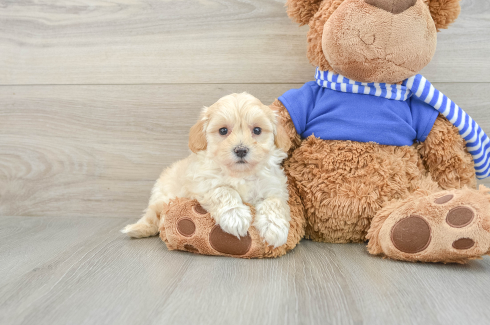 8 week old Maltipoo Puppy For Sale - Puppy Love PR