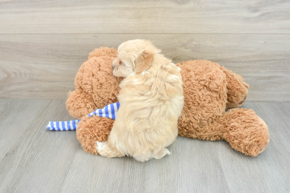 Energetic Maltepoo Poodle Mix Puppy