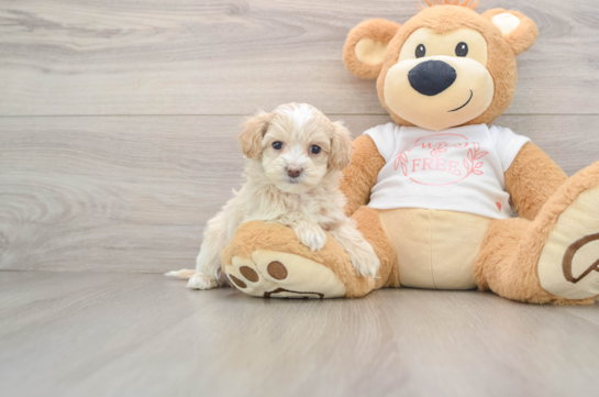 Best Maltipoo Baby