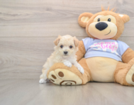 7 week old Maltipoo Puppy For Sale - Puppy Love PR