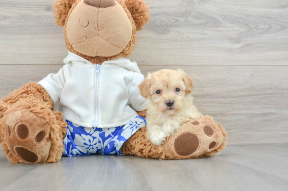 7 week old Maltipoo Puppy For Sale - Puppy Love PR