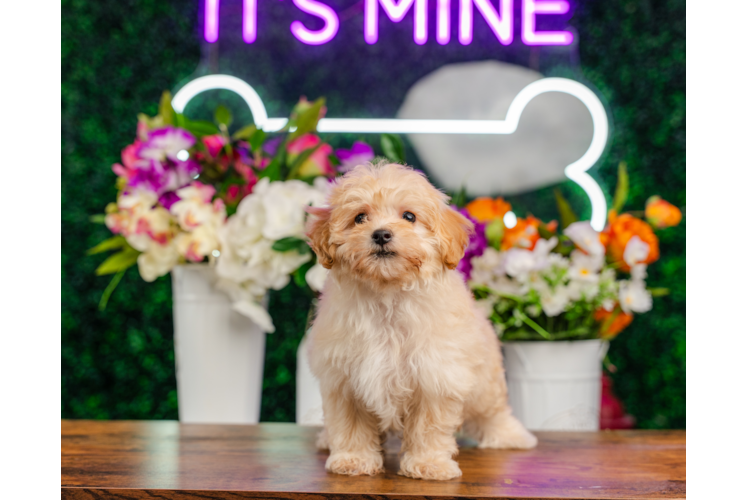 Cute Maltipoo Baby