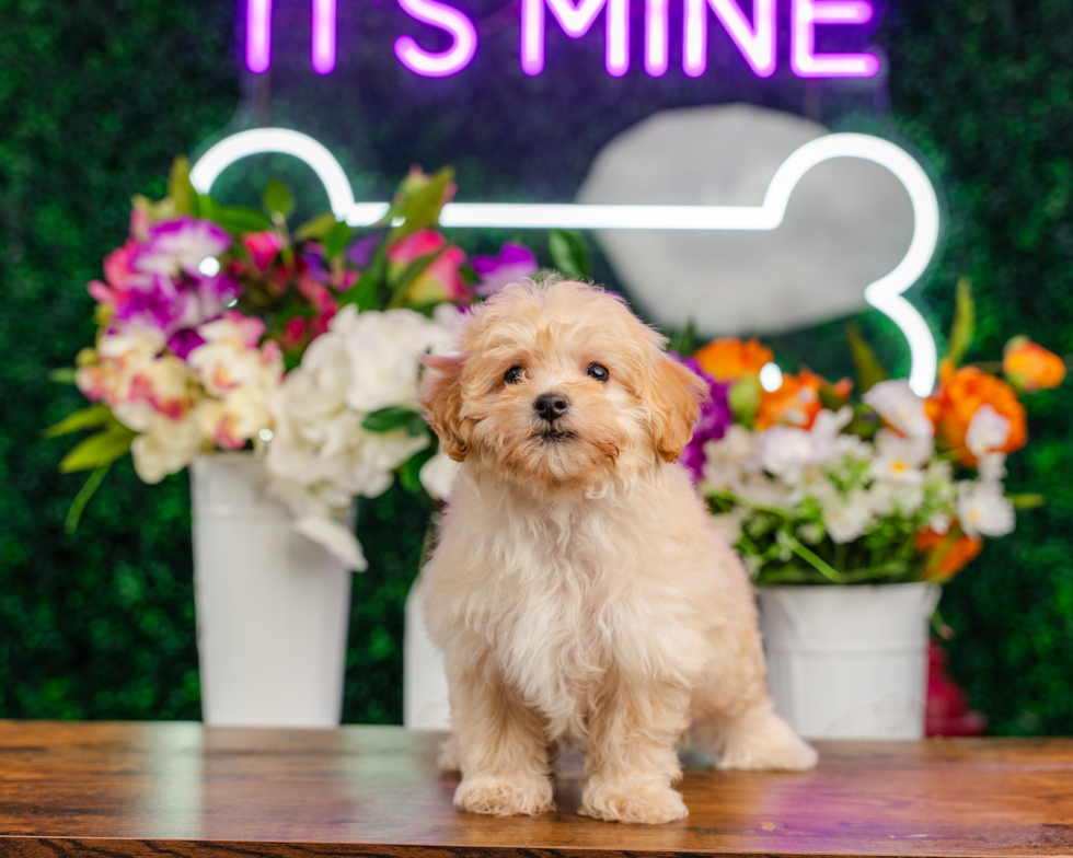 Cute Maltipoo Baby