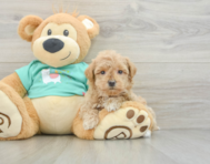 8 week old Maltipoo Puppy For Sale - Puppy Love PR