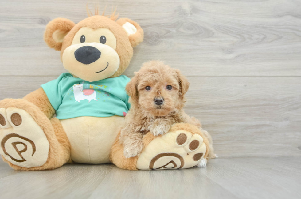 7 week old Maltipoo Puppy For Sale - Puppy Love PR