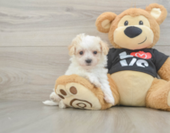 9 week old Maltipoo Puppy For Sale - Puppy Love PR