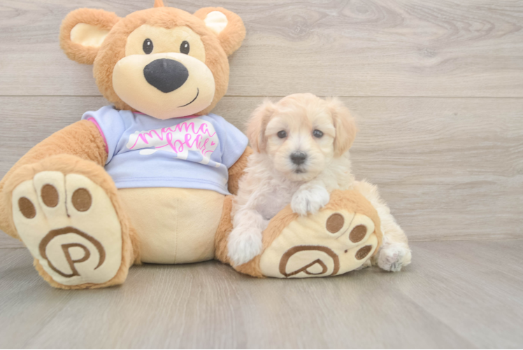 Maltipoo Puppy for Adoption