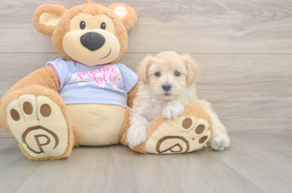 6 week old Maltipoo Puppy For Sale - Puppy Love PR