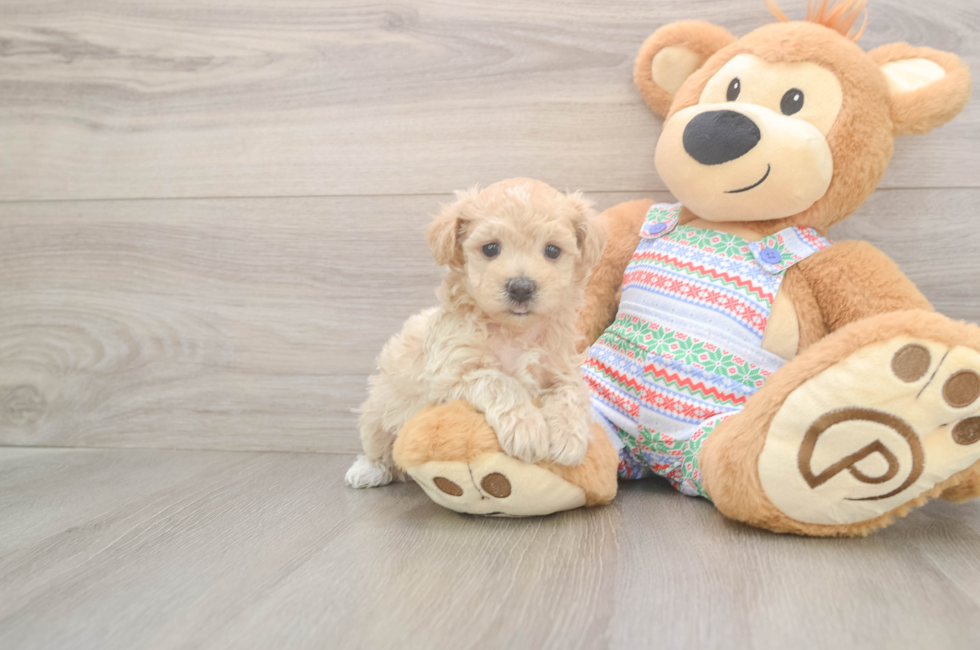 5 week old Maltipoo Puppy For Sale - Puppy Love PR