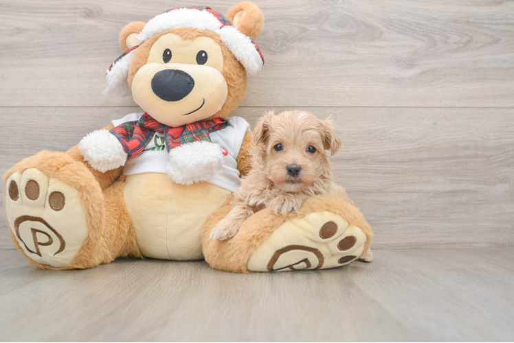 Maltipoo Pup Being Cute