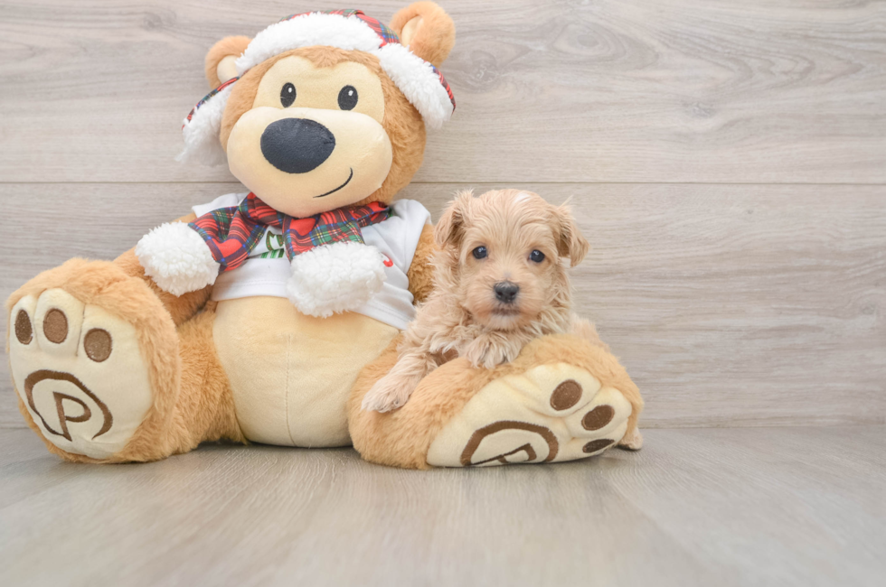 5 week old Maltipoo Puppy For Sale - Puppy Love PR