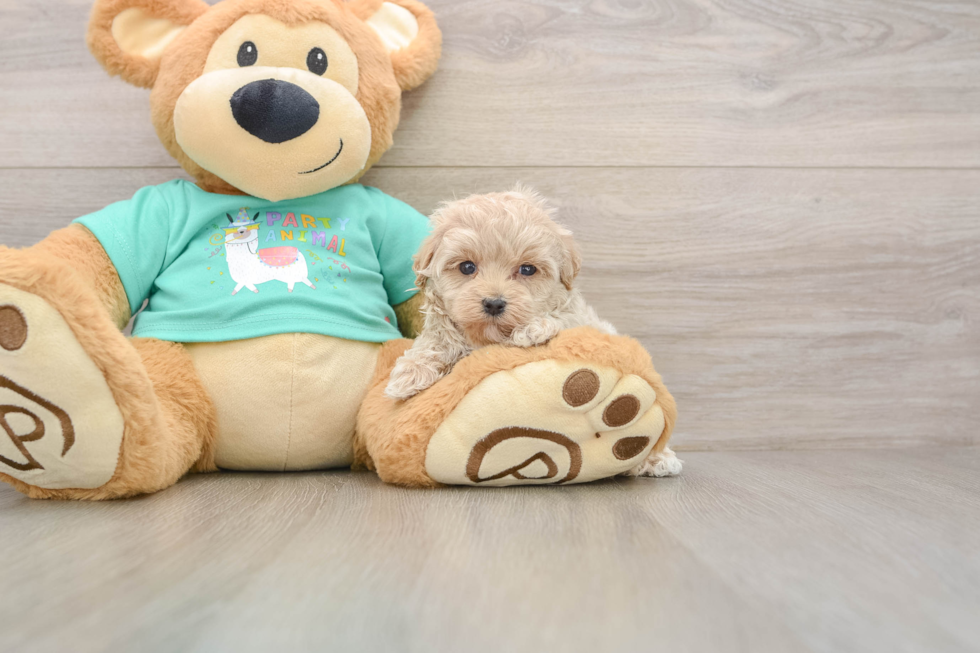 Maltipoo Puppy for Adoption