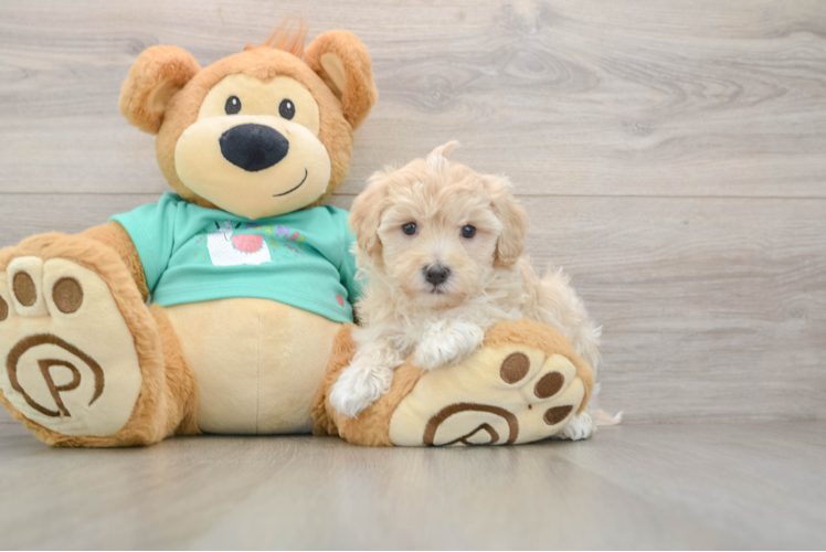 Funny Maltipoo Poodle Mix Pup