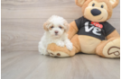 Popular Maltipoo Poodle Mix Pup
