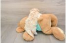 Maltipoo Puppy for Adoption