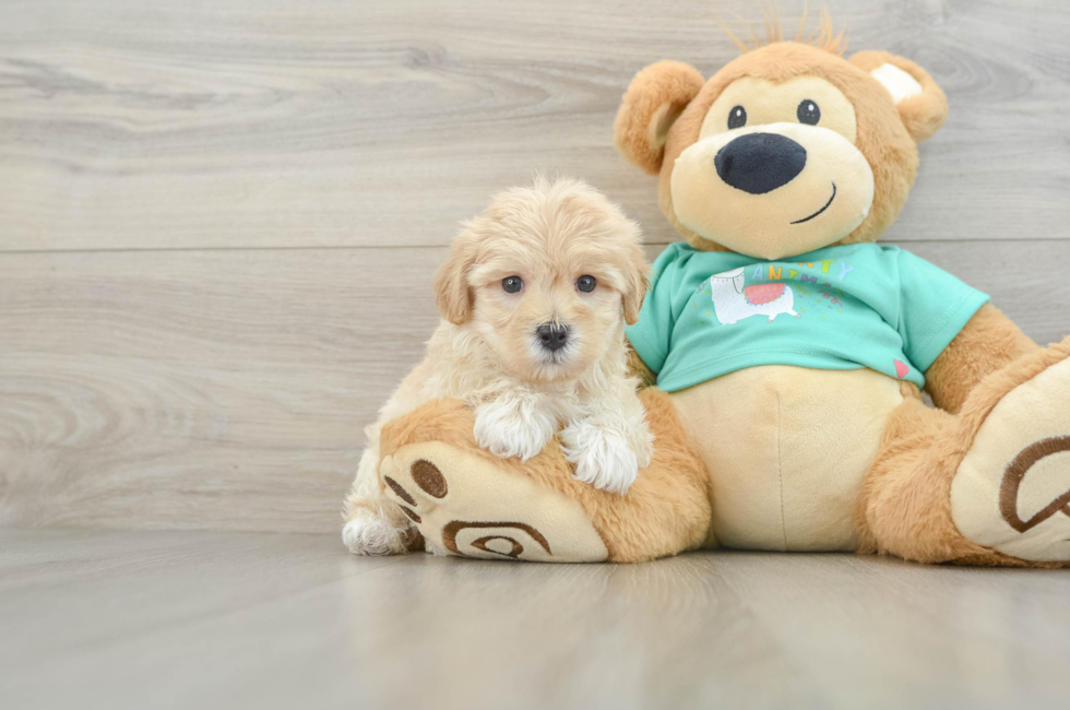7 week old Maltipoo Puppy For Sale - Puppy Love PR