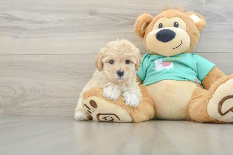 Meet Mango - our Maltipoo Puppy Photo 1/3 - Puppy Love PR Fluffy Maltipoo Poodle Mix Pup