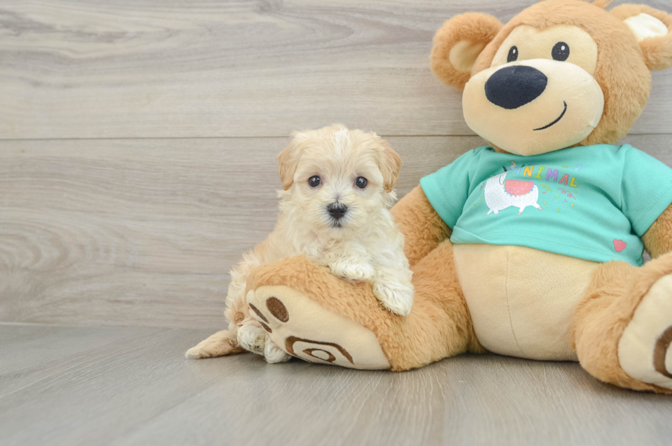 5 week old Maltipoo Puppy For Sale - Puppy Love PR