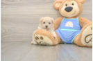 Energetic Maltese Poodle Poodle Mix Puppy