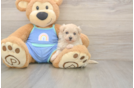 Maltipoo Puppy for Adoption